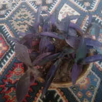 گل طبیعی آپارتمانی|گل و گیاه طبیعی|خمینیشهر, |دیوار