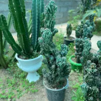 گل های بسیار جذاب صخره ای به طور کلی فروخته میشود|گل و گیاه طبیعی|خمام, |دیوار