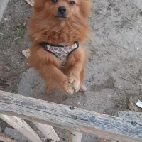 سگ پامر|سگ|بومهن, |دیوار