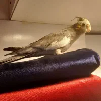 طوطی عروس باقفس|پرنده|رشت, سعدی (تختی)|دیوار