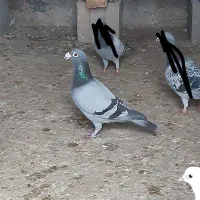 پلاکی کبوتر