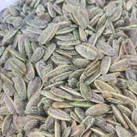 تخمه آفتابگردان