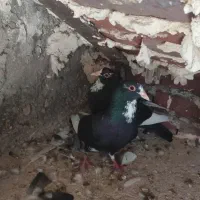 نرماده پلنگ