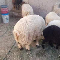 اگهی سرقت وکلاه برداری ۹راس بره|حیوانات|یزد, |دیوار