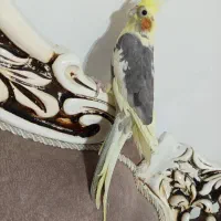 جفت عروس هلندی
