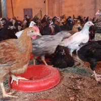 مرغ و خروس محلی