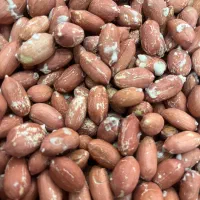 بادام آستانه به صورت مستقیم (از تولید به مصرف)|خوردنی و آشامیدنی|تهران, تهرانپارس جنوبی|دیوار