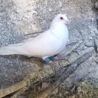 کفتر نر