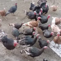 بوقلمون|حیوانات مزرعه|مهربان, |دیوار