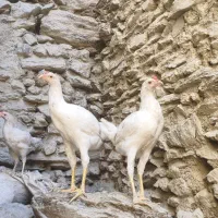 مرغ خروس|حیوانات مزرعه|سروآباد, |دیوار