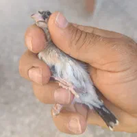 سهره نیم رنگ جوجه خرم آبادی|پرنده|شهرضا, |دیوار