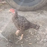 ماده کوکو فروش یا معاوضه