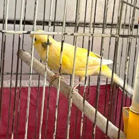 قناری|پرنده|مبارکه, |دیوار