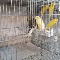 رسمی بلندماده