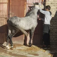 نجیب و پرخون