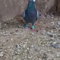 کبوتر|پرنده|قوچان, |دیوار