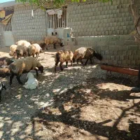 فروش 7راس میش جوان با بره و ابستن