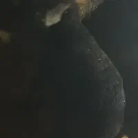 میش|حیوانات مزرعه|بربرود, |دیوار