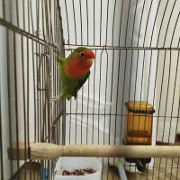 طوطی برزیلی خوشرنگ