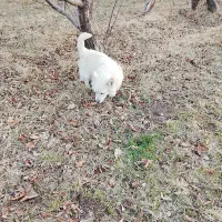 فندی نرو ماده|سگ|مهاباد (آذربایجان غربی), |دیوار