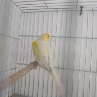 قناری نر|پرنده|کبودرآهنگ, |دیوار