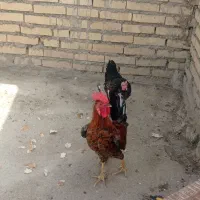 مرغ و خروس