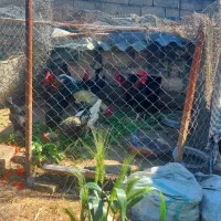 معاوضه خروس  شجره دار با کبوتر ساعتی