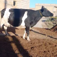 گاو با گوساله سیمنتال شکم دوم شیر ۲۰ کیلو|حیوانات مزرعه|تبریز, |دیوار