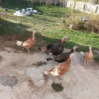 بوقلمون طبیعی|حیوانات مزرعه|اردبیل, |دیوار