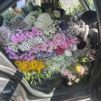 گل داودی وگل رز بقیمت عمده  شاخه ۵۰ داودی ۵۰