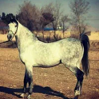 اسب سیلمی کورد