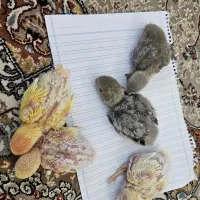 کوتوله برزیلی سرلاکی