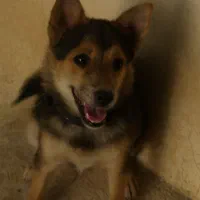 سگ پاکوتاه|سگ|بیجار, |دیوار