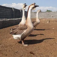 سه تا قوغاز غوقاز نر درشت و چاق
