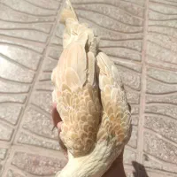 نیمچه برهما وارداتی ،ویاندوت بلورد، سیبرایت بوف|حیوانات مزرعه|شیراز, امام حسین|دیوار