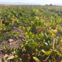 فروش نهال انگور یکساله و دوساله|خدمات باغبانی و درختکاری|تاکستان, |دیوار