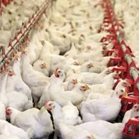 فروش مرغ مادر۱۰۰هزار قطعه ای مازندران