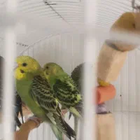 مرغ عشق رنگ خاص