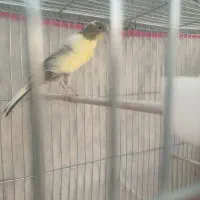 قناری ماده آماده