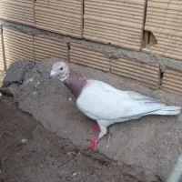 سار ماده