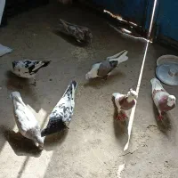 کبوتر