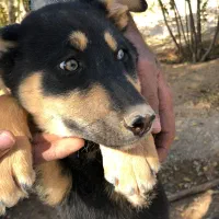 واگذاری سگ ژرمن دوماهه درشت