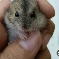 تعدادی همستر کوچولو وناز|موش و خرگوش|قم, مهدیه|دیوار