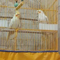 اهواز