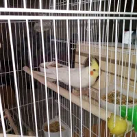 عروس هلندی نر و تخم|پرنده|کرج, شهرک خاتم النبیا|دیوار