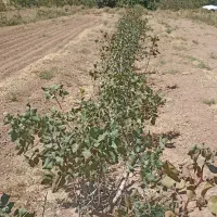 زمین و آب کشاورزی