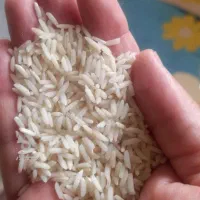 برنج هاشمی پارساله