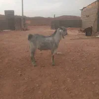 باسلام فروش یه عدد بزه گلابی با دوکهره