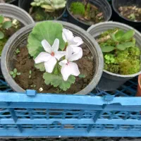 انواع گل فقط ۱۵تومن به علت کمبود جا|گل و گیاه طبیعی|واجارگاه, |دیوار