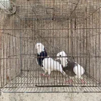 کلفه جفت|پرنده|اردبیل, |دیوار